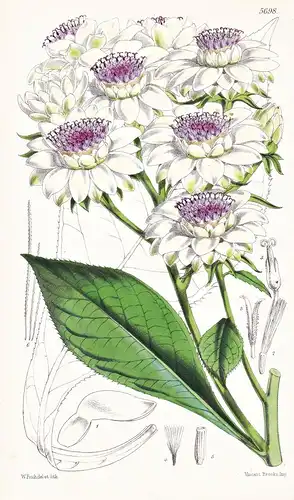 Vernonia (Stengelia) Calvoana. Signor Calvo's Vernonia. Tab. 5698 - Benin / Pflanze Planzen plant plants / flo