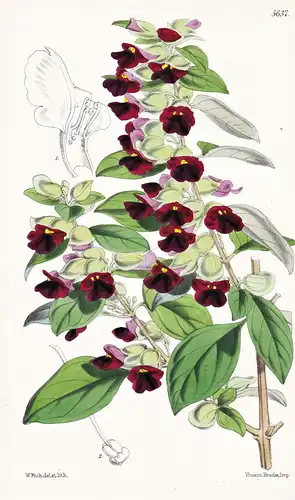 Tinnea Aethiopica. Violet-scented Tinnea. Tab. 5637 - Pflanze Planzen plant plants / flower flowers Blume Blum