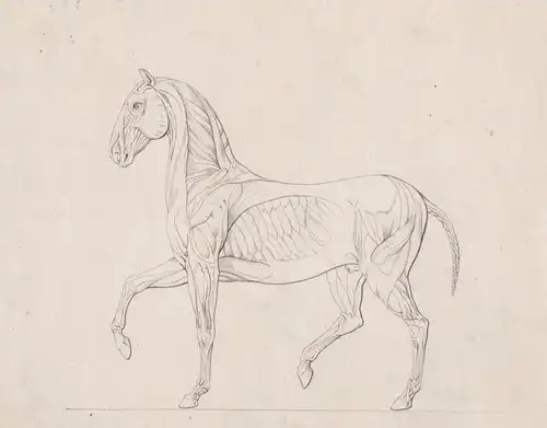 (Anatomy of a horse) - Pferd horse horses cheval / Muskeln muscles / anatomy Anatomie / Biedermeier / Zeichnun