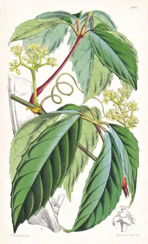Vitis Planicaulis. Flat-stemmed Vine. Tab. 5685 - Himalaya / Pflanze Planzen plant plants / flower flowers Blu