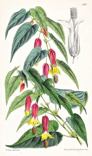 Abutilon Vexillarium. Standart-flowered Abutilon. Tab. 5717 - South Africa Südafrika / Pflanze Planzen plant p
