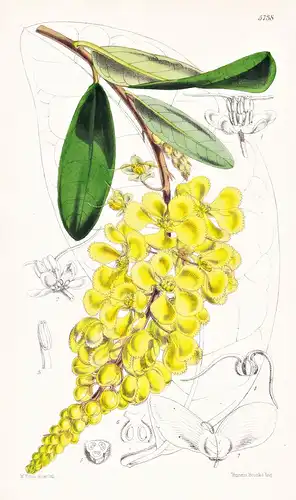 Acridocarpus Natalitius. Port Natal Acridocarpus. Tab. 5738 - South Africa Südafrika / Pflanze Planzen plant p