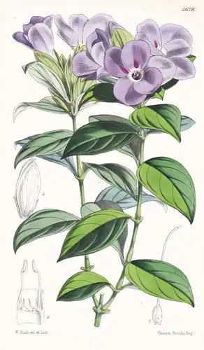 Barleria Gibsoni. Dr. Gibson's Barleria. Tab. 5628 - India Indien / Pflanze Planzen plant plants / flower flow