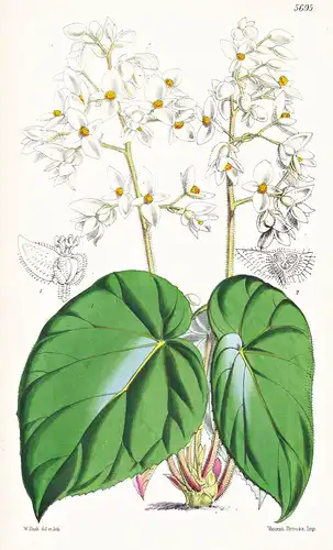 Begonia Glandifera. Glandular Begonia. Tab. 5695 - Trinidad / Pflanze Planzen plant plants / flower flowers Bl