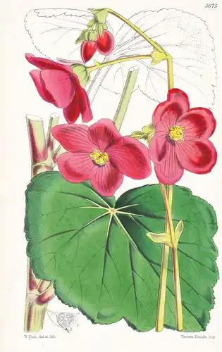 Begonia Clarkei. Major Trevor Clarke's Begonia. Tab. 5675 - Bolivia Bolivien / Pflanze Planzen plant plants /