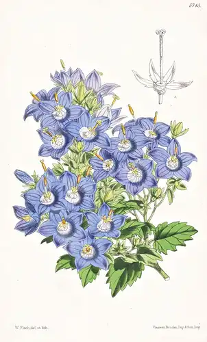 Campanula Isophylla. Ligurian Campanula. Tab. 5745 - Pflanze Planzen plant plants / flower flowers Blume Blume