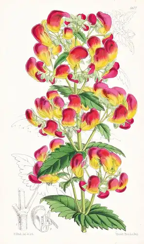 Calceolaria Pisacomensis. Orange-red Calceolaria. Tab. 5677 - Peru / Pflanze Planzen plant plants / flower flo