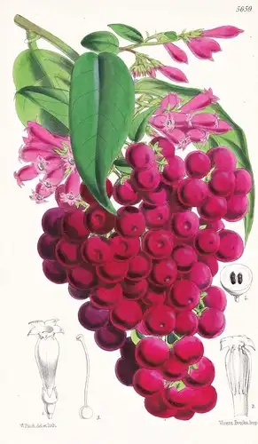 Cestrum Elegans. Purple Habrothamnus. Tab. 5659 - Mexico Mexiko / Pflanze Planzen plant plants / flower flower