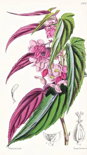 Begonia Falcifolia. The Sickle-leaved Begonia. Tab. 5707 - Peru / Pflanze Planzen plant plants / flower flower