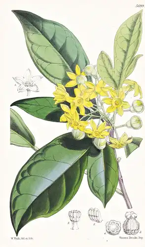 Cola Acuminata. Kola-nur Tree. Tab. 5699 - Africa Afrika / Pflanze Planzen plant plants / flower flowers Blume
