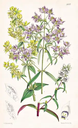 Fig 1. Ophelia Alata; 3. Angustifolia; 5. Paniculata. Tab. 5687 - Himalaya / Pflanze Planzen plant plants / fl