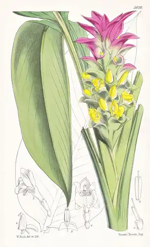 Curucuma Australasica. Australian Wild Turmeric. Tab. 5620 - India Indien / Pflanze Planzen plant plants / flo