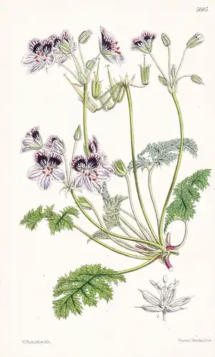 Erodium Macradenium. Spotted-flowered Storksbill. Tab. 5665 - Pyrenees Pyrenäen / Pflanze Planzen plant plants