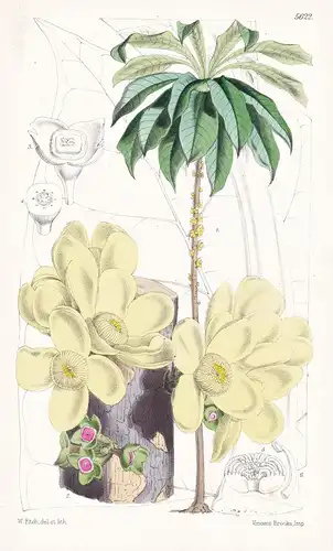 Grias Cauliflora. Anchovy Pear. Tab. 5622 - Pflanze Planzen plant plants / flower flowers Blume Blumen / botan