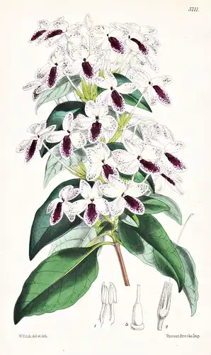 Eranthemum Aspersum. Speckled-flowered Eranthemum. Tab. 5711 - Solomon Islands / Pflanze Planzen plant plants