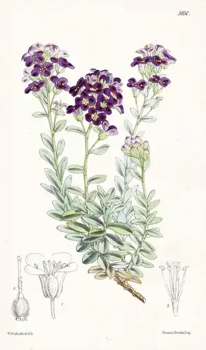 Draba Violacea. Violet-flowered Draba. Tab. 5650 - Ecuador / Pflanze Planzen plant plants / flower flowers Blu