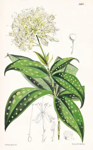 Dracaena Sruculosa; var. maculata. Long-shooting Dracaena; spotted-leaved var. Tab. 5662 - Nigeria / Pflanze P