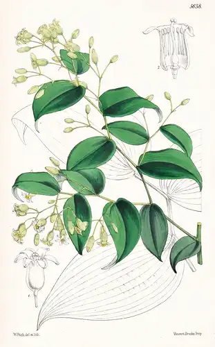 Dictyopsis Thunbergii. Thunberg's Dictyopsis. Tab. 5638 - South Africa Südafrika / Pflanze Planzen plant plant