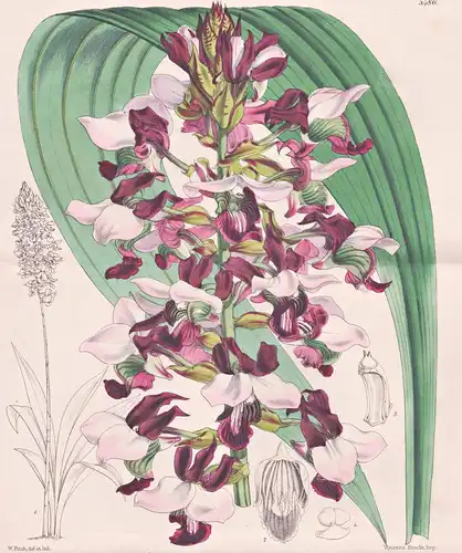 Lissochilus Horsfallii. Mr. Horsfall's Lissochilus. Tab. 5486 - Nigeria / Orchidee orchid / Pflanze Planzen pl