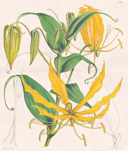 Methonica Grandiflora. Large yellow-flowered African Methonica. Tab. 5216 - Africa Afrika / Pflanze Planzen pl
