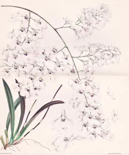 Ionopsis Paniculata. Panicled Ionopsis. Tab. 5541 - South America Südamerika / Pflanze Planzen plant plants /
