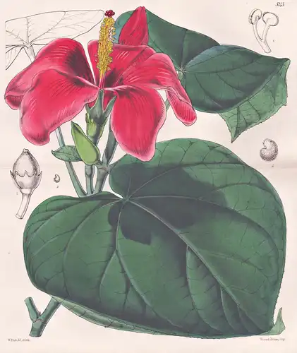 Paritium Elatum. Lofty Paritium, or Cuba Bast. Tab. 5245 - Jamaica Jamaika Cuba Kuba / Pflanze Planzen plant p