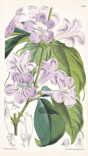 Bignonia Purpurea. Tab. 5800 - Uruguay / Pflanze Planzen plant plants / flower flowers Blume Blumen / botanica