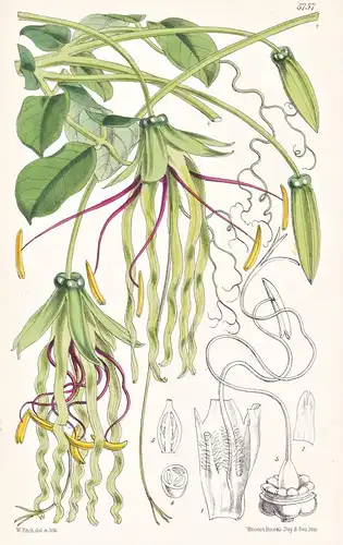 Cobaea Penduliflora. Pendulousflowered Cobaea. Tab. 5757 - Myanmar / Pflanze Planzen plant plants / flower flo