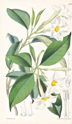 Dipladenia Boliviensis. Bolivian Dipladenia. Tab. 5783 - Brasil Brazil Brasilien / Pflanze Planzen plant plant