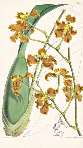 Oncidium Xanthodon. Golden-toothed Oncidium. Tab. 5756 - Ecuador / Orchidee orchid / Pflanze Planzen plant pla