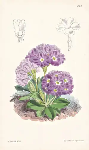 Primula Pedemontana. Piedmontese Primrose. Tab. 5794 - Pflanze Planzen plant plants / flower flowers Blume Blu