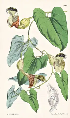 Aristolochia Barbata. Bearded Birthwort. Tab. 5869 - Trinidad / Pflanze Planzen plant plants / flower flowers