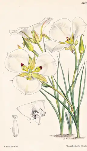 Calochortus Leichtlinii. Max Leichtlin's Calochortus. Tab. 5862 - California Kalifornien / Pflanze Planzen pla