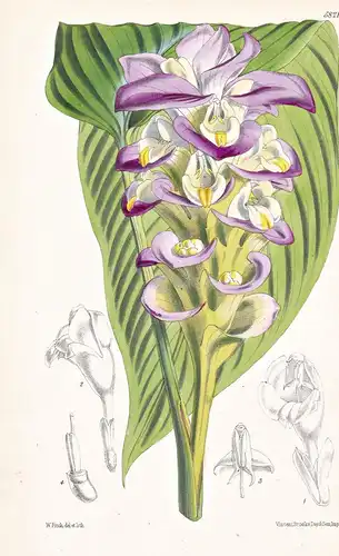 Curcuma Petiolata. Long-petioled Curcuma. Tab. 5821 - Myanmar / Pflanze Planzen plant plants / flower flowers