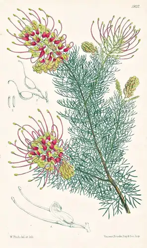 Grevillea Preissii. Preiss's Grevillea. Tab. 5837 - Australia Australien / Pflanze Planzen plant plants / flow