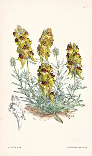 Linaria Tristis. Sombre-flowered Toad-flax. Tab. 5827 - Canary Islands Kanarische Inseln / Pflanze Planzen pla