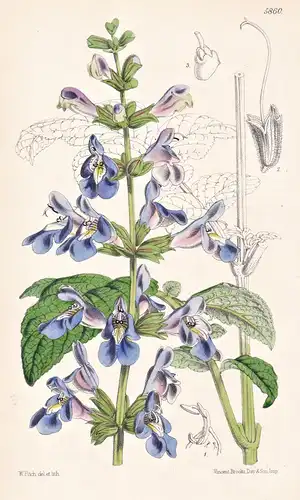 Salvia Interrupta. Ash-leaved Sage. Tab. 5860 - Morocco Marokko / Pflanze Planzen plant plants / flower flower