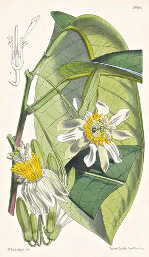 Passiflora Arborea. Tree Passion-flower. Tab. 5864 - Ecuador / Pflanze Planzen plant plants / flower flowers B
