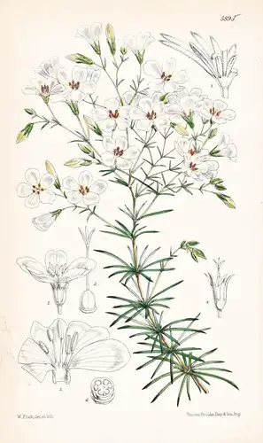 Gilia Liniflora. Tab. 5895 - California Kalifornien / Pflanze Planzen plant plants / flower flowers Blume Blum