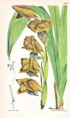 Gladiolus Dracocephalus. Tab. 5884 - Natal / Pflanze Planzen plant plants / flower flowers Blume Blumen / bota