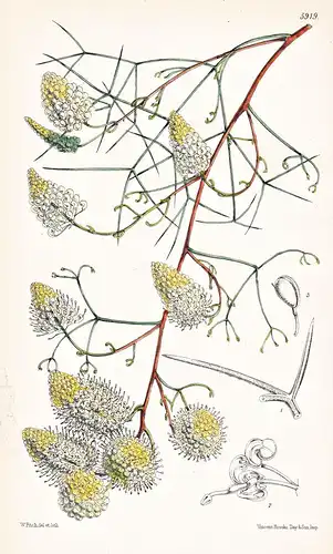 Grevillea Intricata. Tab. 5919 - Australia Australien / Pflanze Planzen plant plants / flower flowers Blume Bl