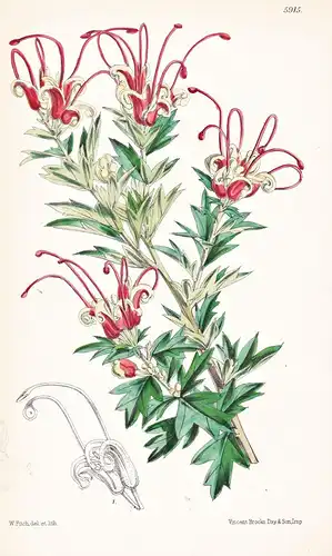 Grevillea Macrostylis. Tab. 5915 - Australia Australien / Pflanze Planzen plant plants / flower flowers Blume