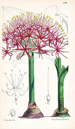 Haemanthus Tenuiflorus, var. Coccineus. Tab. 5881 - Abyssinia Abessinien / Pflanze Planzen plant plants / flow