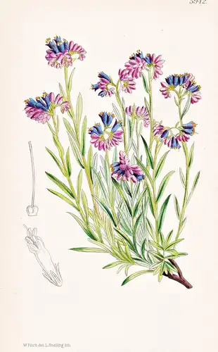 Lithospermum Petraeum. Tab. 5942 - Dalmatia Dalmatien / Pflanze Planzen plant plants / flower flowers Blume Bl