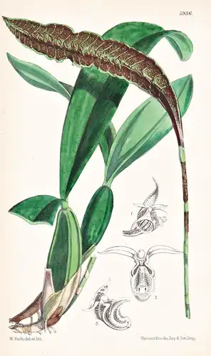 Megaclinium Purpuratum. Tab. 5936 - Africa Afrika / Orchidee orchid / Pflanze Planzen plant plants / flower fl
