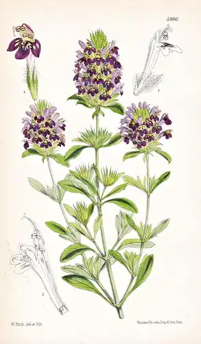 Pogogyne Douglasii. Tab. 5886 - California Kalifornien / Pflanze Planzen plant plants / flower flowers Blume B