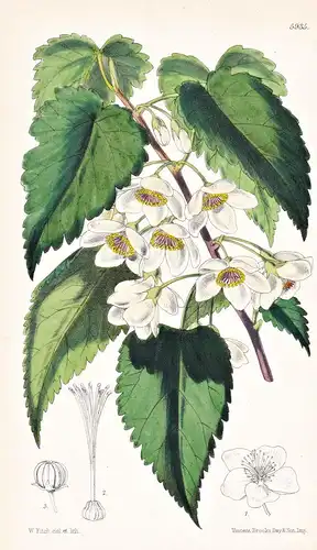 Plagianthus Lyallii. Tab. 5935 - New Zealand Neuseeland / Pflanze Planzen plant plants / flower flowers Blume