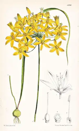 Nothoscordum Aureum. Tab. 5896 - California Kalifornien / Pflanze Planzen plant plants / flower flowers Blume