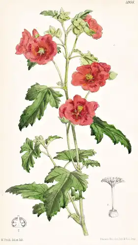 Sphaeralcea Miniata. Tab. 5938 - La Plata / Pflanze Planzen plant plants / flower flowers Blume Blumen / botan