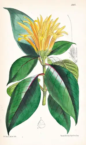 Cyrtanthera Chrysostephana. Tab. 5887 - Mexico Mexiko / Pflanze Planzen plant plants / flower flowers Blume Bl